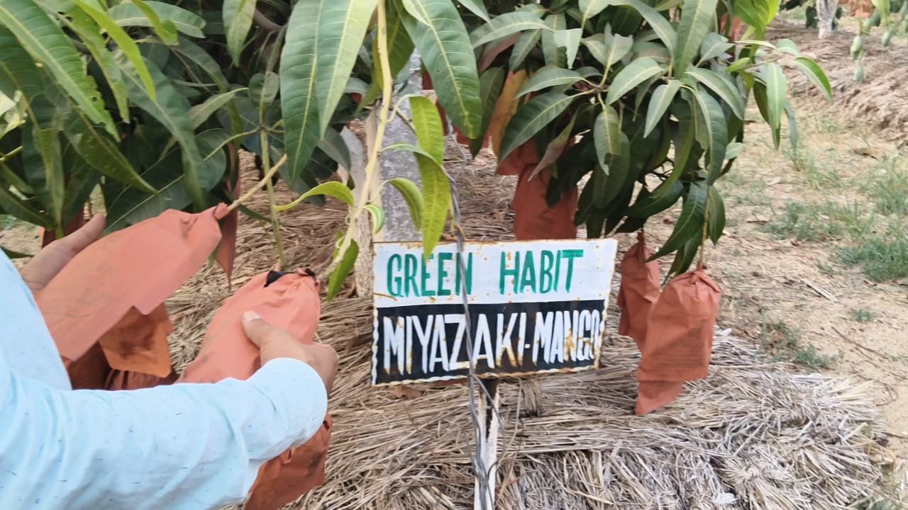 পুরুলিয়ার রুখামাটিতে ফলছে বিশ্বের সবচেয়ে দামি আম ‘মিয়াজাকি’, শাকাম্বরি গ্রুপের অসাধ্য সাধন