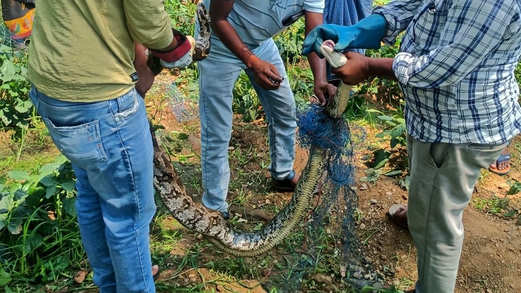 লোকালয় থেকে দুটি সাপ উদ্ধার করল বনকর্মীরা