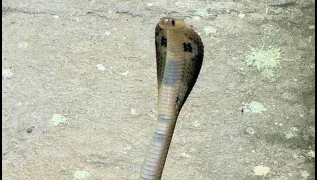 লোকালয় থেকে গোখরো সাপ উদ্ধার