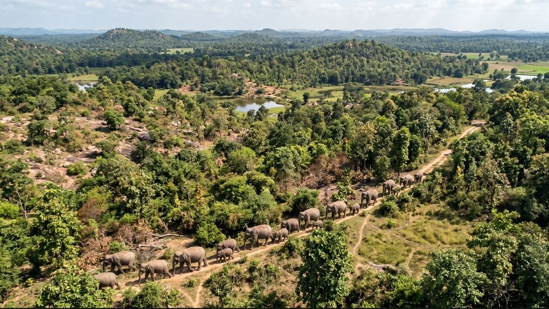 পুরুলিয়ায় হাতির গতিবিধি