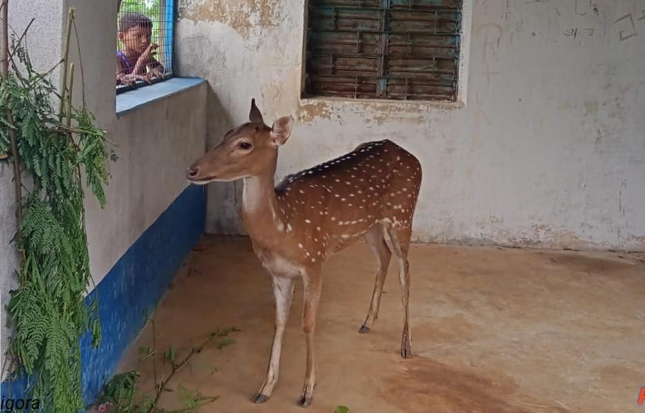 লোকালয়ে ঢুকে পড়া একটি হরিণ উদ্ধার করল বনদফতর