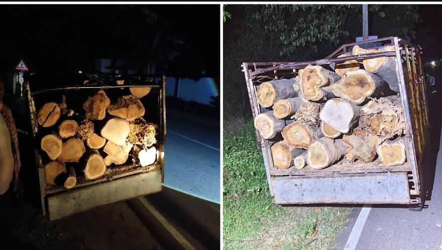গাড়ি থেকে বিপুল পরিমাণ সেগুন কাঠ উদ্ধার,ধৃত চালক