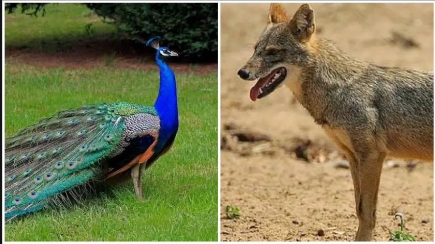শিয়ালের হামলায় মৃ*ত্যু ময়ূরের