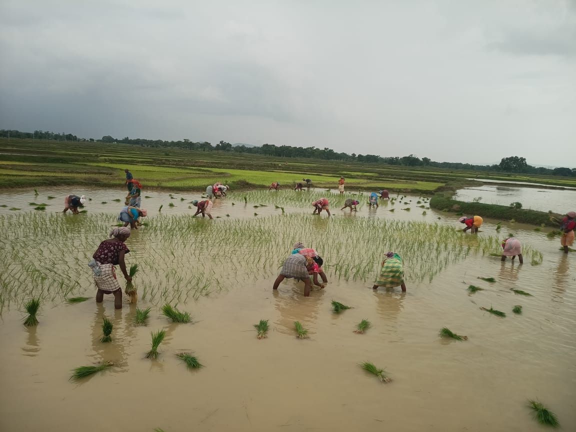পুরুলিয়া হারিয়েছে তার নিজস্ব গান, রোপণের মাঠে আক্ষেপ মহিলাদের
