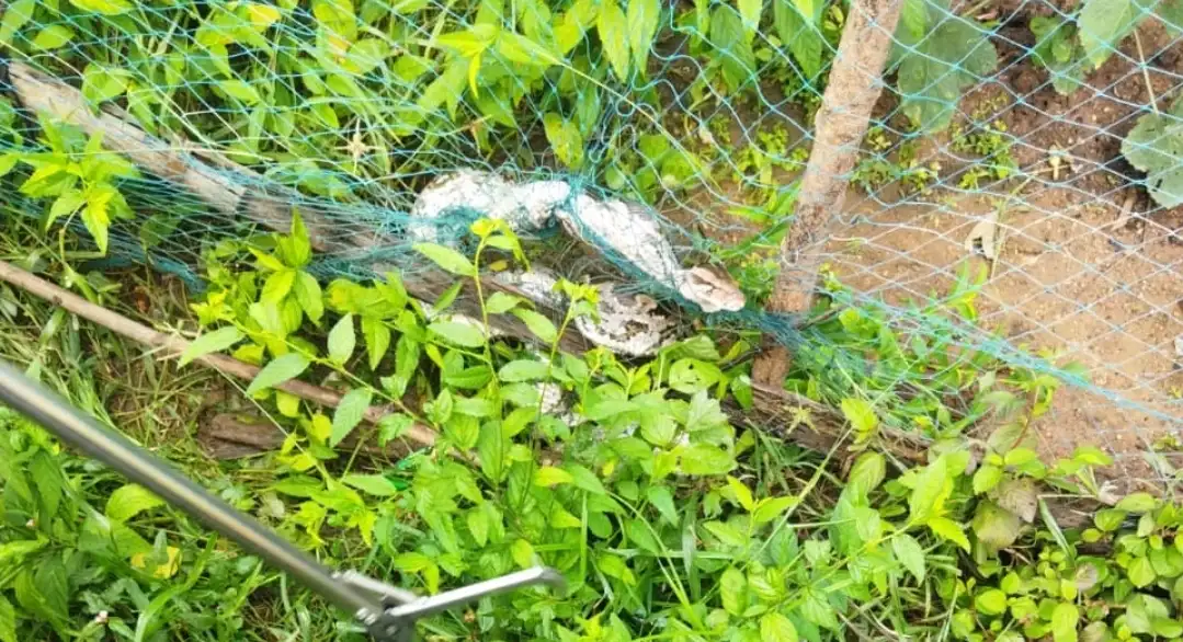 আড়শায় জালে আটকে অজগর, উদ্ধারে বনদফতরের কর্মীরা