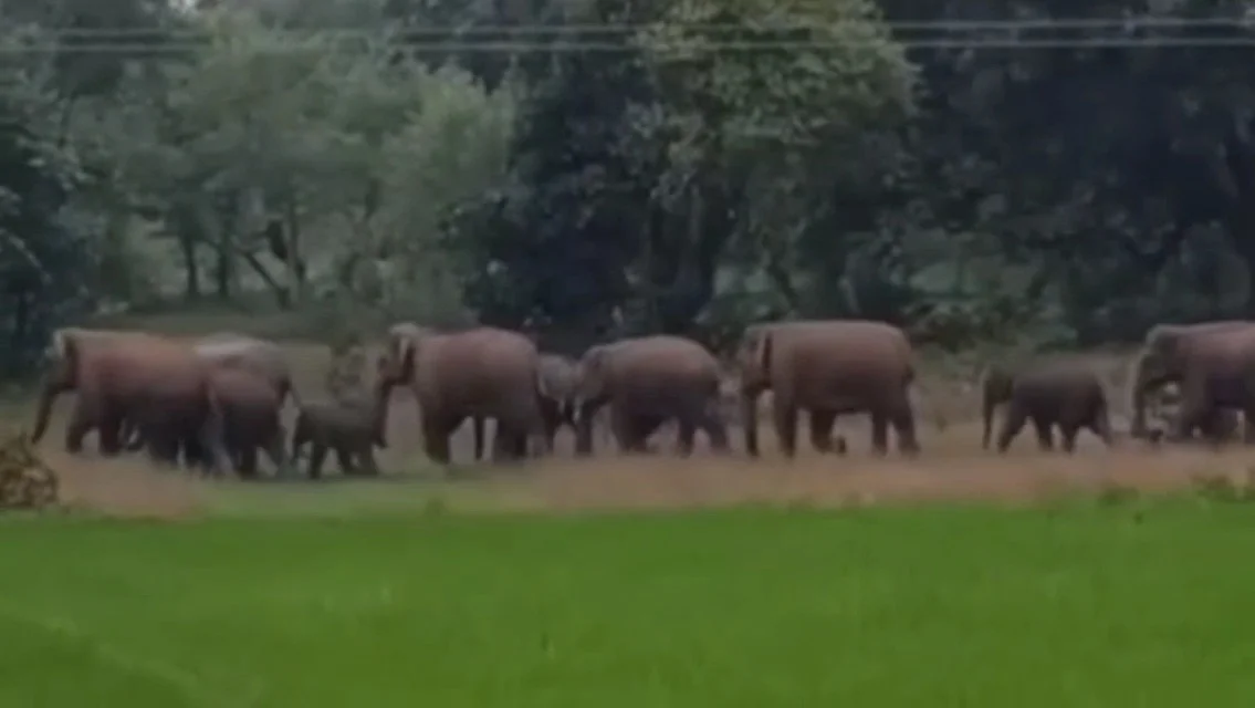 ১৭টি বুনো হাতির বিশাল দল ঝালদার গ্রামে, চরম আতঙ্ক