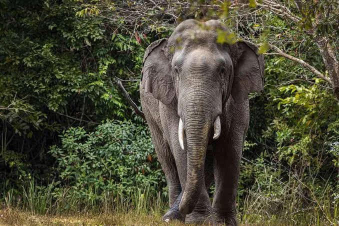 পুরুলিয়ায় হাতির গতিবিধি