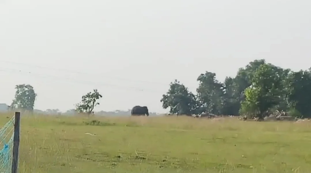 পুরুলিয়ায় হাতির গতিবিধি
