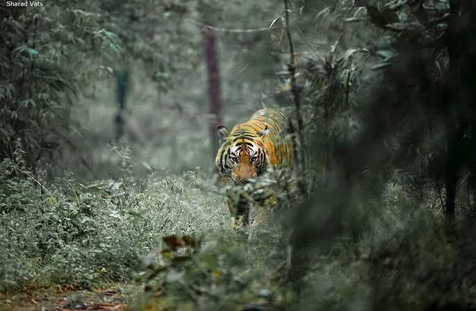 আশঙ্কা সত্যি করে ওড়িশার বাঘিনী পুরুলিয়ায়!