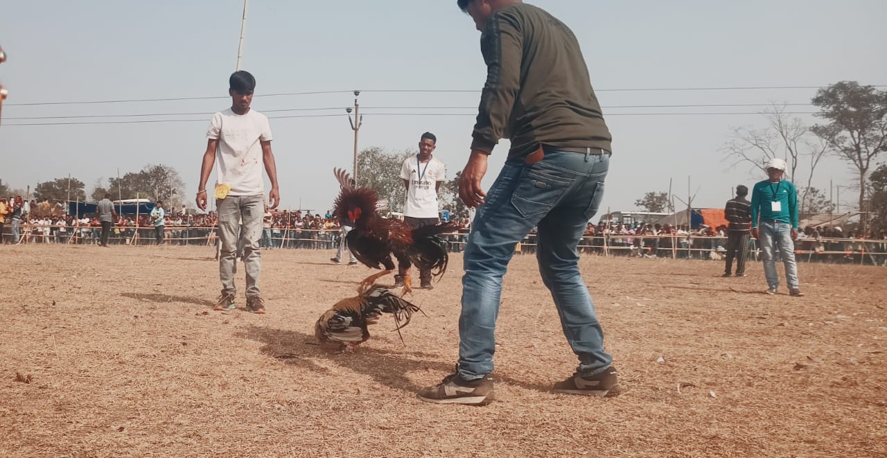 মোরগ লড়াইয়ের বিশ্বকাপ, হুড়ায় সামিল চার রাজ্যের রসিকরা