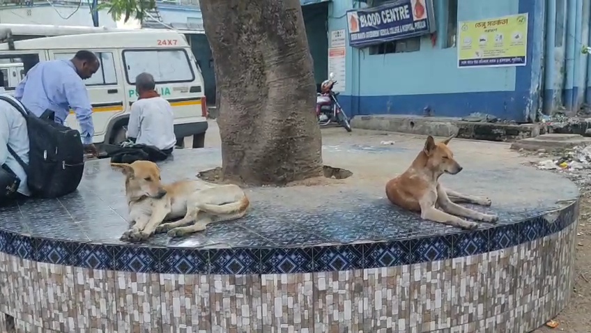 কে ধরবে কুকুর, কে ফোটাবে সুঁই, কে জোগাবে টাকা? সুপ্রিম।নির্দেশে প্রশ্নে প্রশ্নে জেরবার সরকারি কর্মীরা