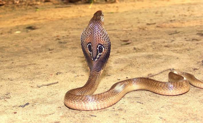 আড়শায় বাড়ির পাশে গোখরো উদ্ধার, বন দফতরের তৎপরতায় রক্ষা